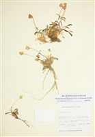 藏品(剪秋羅屬)的圖片